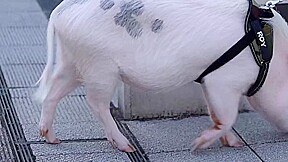 0009184_Japanese_Censored_MGS_19min