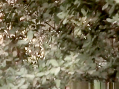 Caught Peeing in Forest