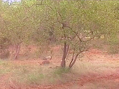 Hot Thrilling Porn Movie Kruger Park (1996)
