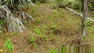 MILF Madisin Lee gets Facial in the Woods