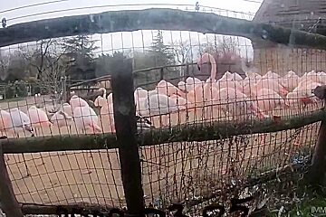 Monster Cock Makes Tiny Blonde Orgasm Non - Melody Marks