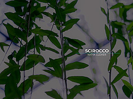 Scirocco - Sex Movies Featuring Katya-Clover