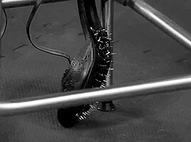 Tanita - Spikes With Queen Snake
