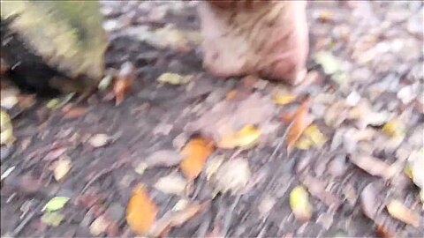 Tarzans Park 2 (giant Nature Feet Masturbation Pov)
