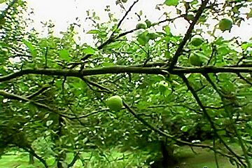 The Missionary Tree Fuck