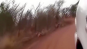 african safari fetish sex