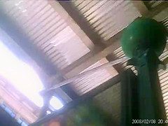new yiddie upskirt2011