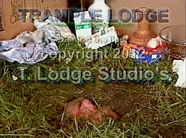 trample lodge 4